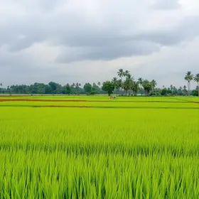 el-nino-acende-alerta-para-a-cultura-do-arroz-no-brasil