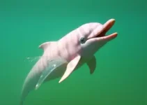 Boto Cor-de-Rosa