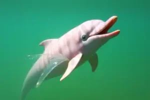 Boto Cor-de-Rosa