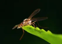 Leticia Colin intensidade