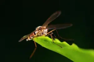 Leticia Colin intensidade