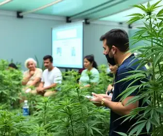 cannabis medicinal